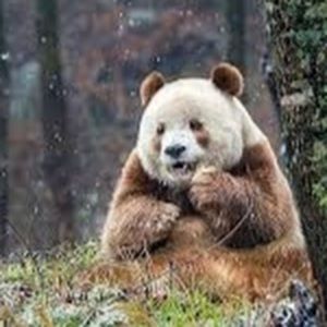 Meet your Posher, Hector